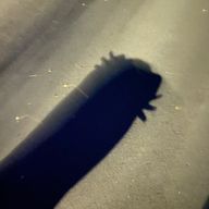 ぽぽさんさんのアイコン画像