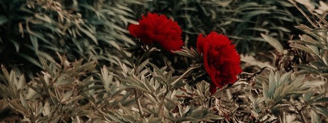 ゆなさんの壁紙画像