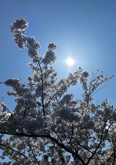 ナルシだが病弱