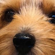 マスクポッケに入れたまま洗濯しちゃったさんのアイコン画像