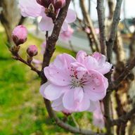 みかんりんごさんのアイコン画像