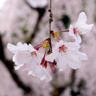 yumuさんのアイコン画像