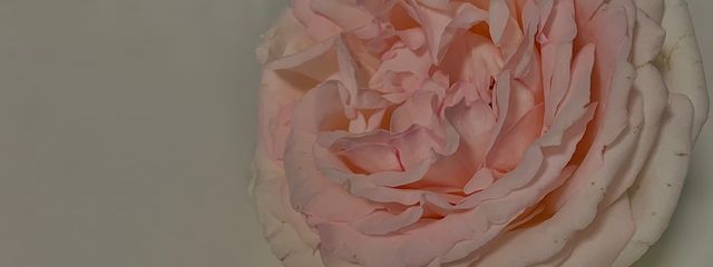루우さんの壁紙画像