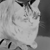 루우さんのアイコン画像