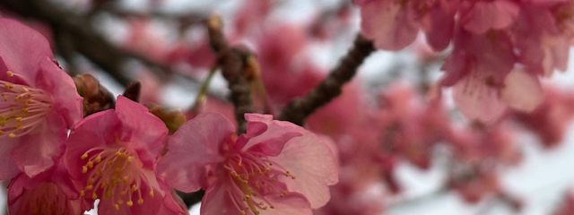 しおさんの壁紙画像