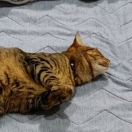 アニメ大好きダーッ！さんのアイコン画像