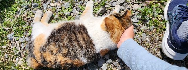 ちぃ様さんの壁紙画像