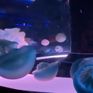 🪼くらら🪼さんのアイコン画像