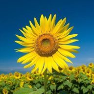 R U A 💛さんのアイコン画像