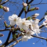 ඞි見る専ඩさんのアイコン画像