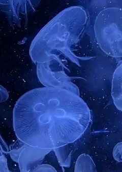 海月ちゃんファンクラブ