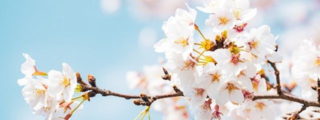 桜木 大和 さんの壁紙画像