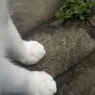 らんさんのアイコン画像