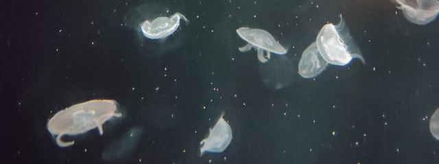 ふゎるかさんの壁紙画像