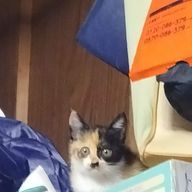 ゆあさんのアイコン画像