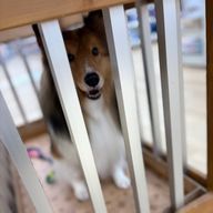 カエデさんのアイコン画像