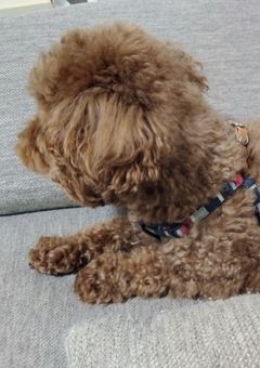 日記（コメントに書いてくれれば読みます→返信するかも）