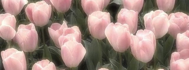 とくめいさんの壁紙画像