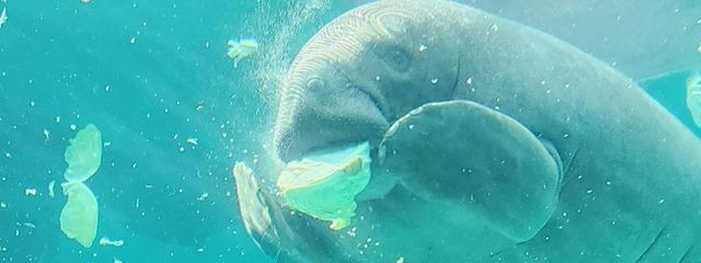 べ ぇ ー に .さんの壁紙画像