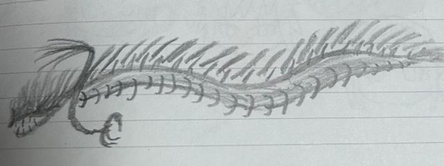 ミジンコ型の生命体さんの壁紙画像