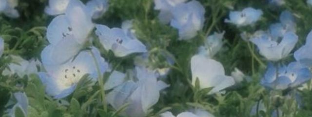 くろごまさんの壁紙画像