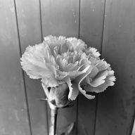 ソラ(交換宣伝募集中 🧃🌙)さんのアイコン画像