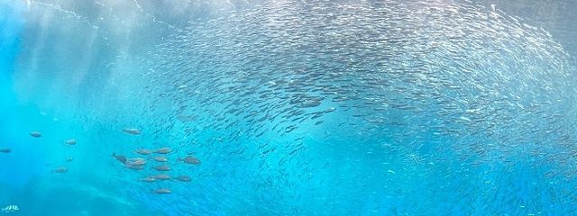 与那国島_さんの壁紙画像