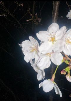 あの橋の向こうで ＿