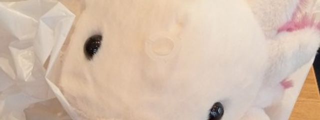 カモノハシニキさんの壁紙画像