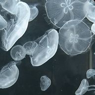 クラゲさんのアイコン画像