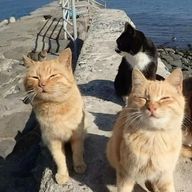 恋愛下手さんのアイコン画像