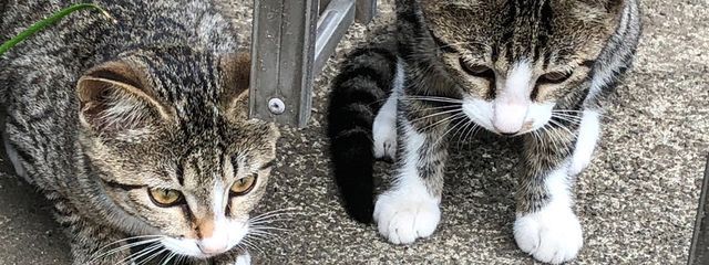 猫太郎(=ﾟωﾟ=)さんの壁紙画像