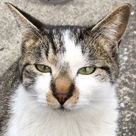 猫太郎(=ﾟωﾟ=)さんのアイコン画像