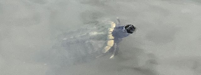 雪/フォロバ多分気づいたらする‼️さんの壁紙画像
