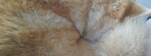 もっちさんの壁紙画像