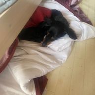 青色ヨッシー山さんのアイコン画像