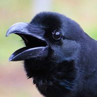 カラスの皮さんのアイコン画像