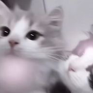 Anpanさんのアイコン画像