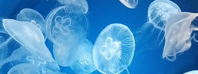 ひすいせき𓈒𓋜さんの壁紙画像