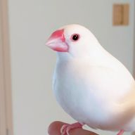 ひなさんのアイコン画像