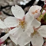 天野さくら@活動休止さんのアイコン画像