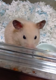 ともぼ