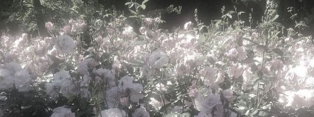 DURANSs Entertainmentさんの壁紙画像