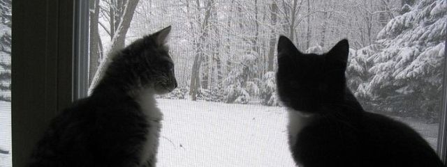 Holly Hockさんの壁紙画像