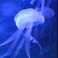 星海 リアさんのアイコン画像