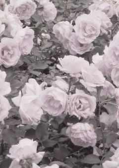 ブーケ氏の愛をかたるぞっ!!