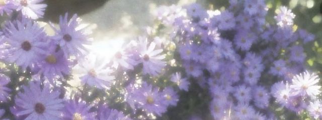    は  げ  だ  こ  の  助   ⸝⋆ さんの壁紙画像