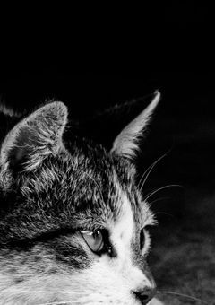 毒使いの魔女、猫になる
