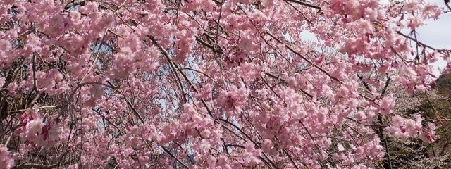 花(和風系)と和風大好きっ子さんの壁紙画像