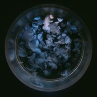 Jellyさんのアイコン画像